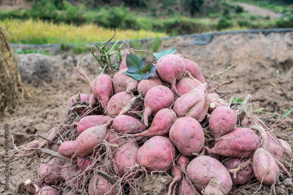 Pile of harvested sweet potatoes in autumn field