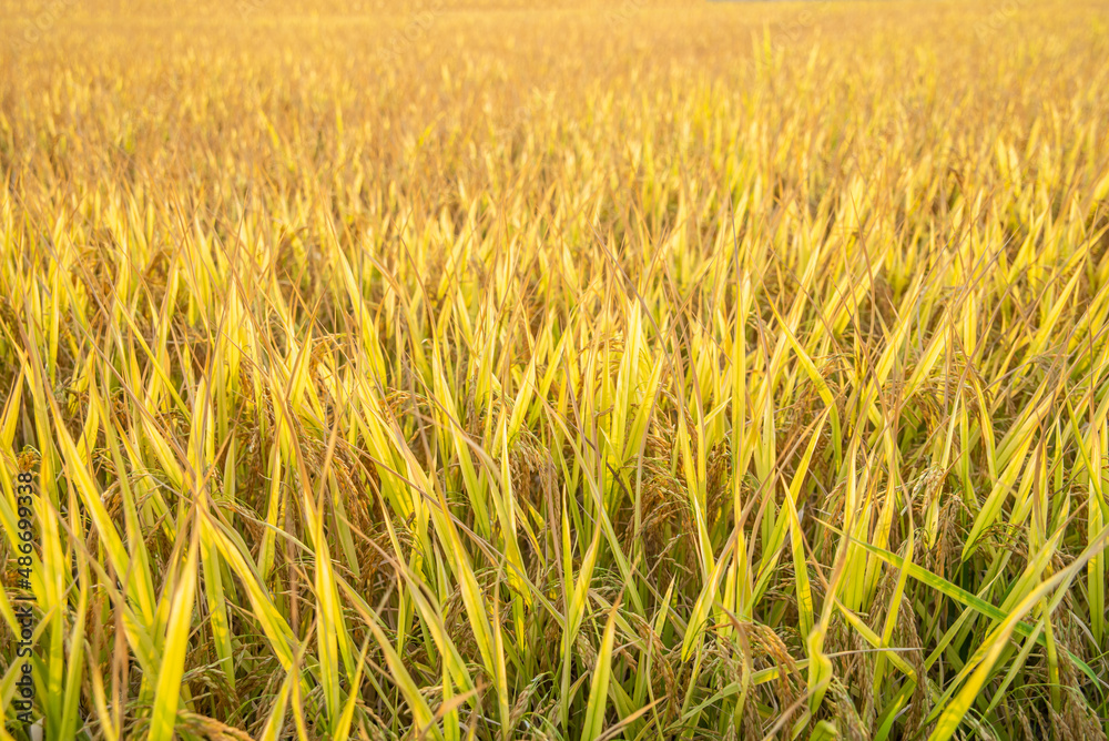 autumn golden rice field background material