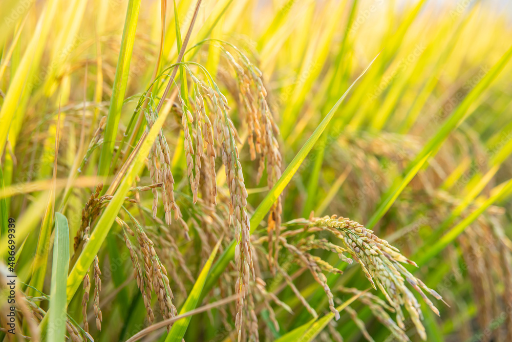 Ripe rice valley in autumn