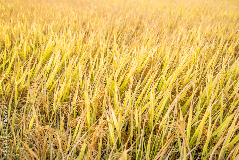 autumn golden rice field background material