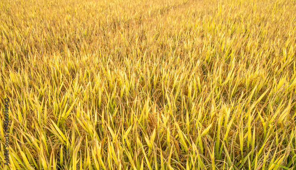 autumn golden rice field background material