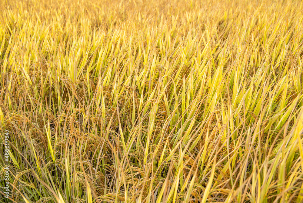 autumn golden rice field background material