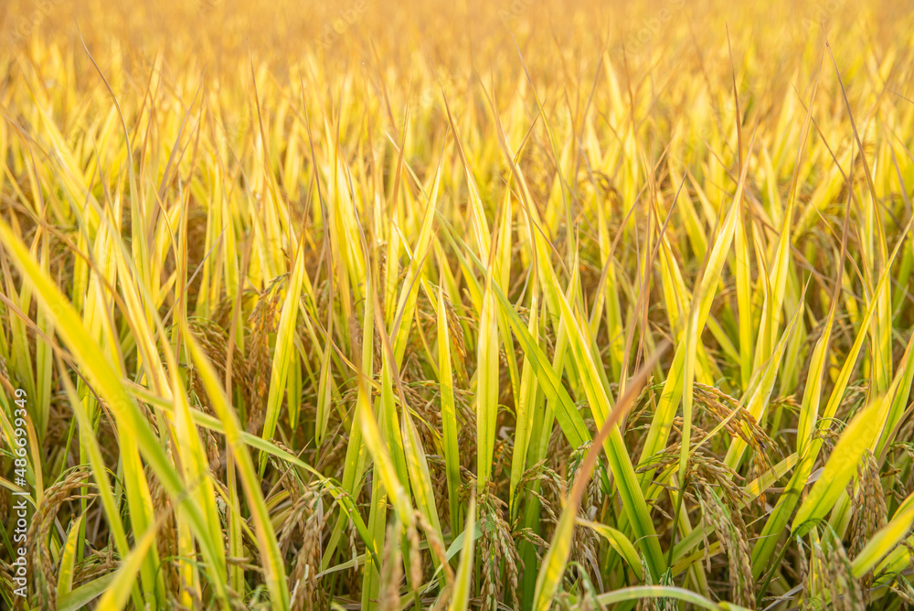 autumn golden rice field background material