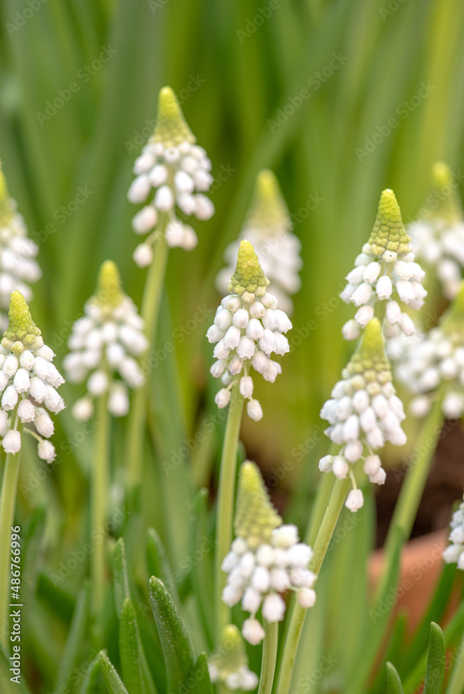 Muscari White Magic in garden. Blooming muscari flowers. Hyacinth