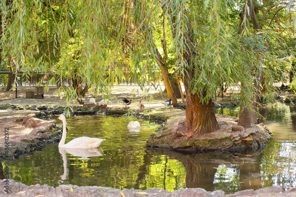 Pond with different birds in zoological garden