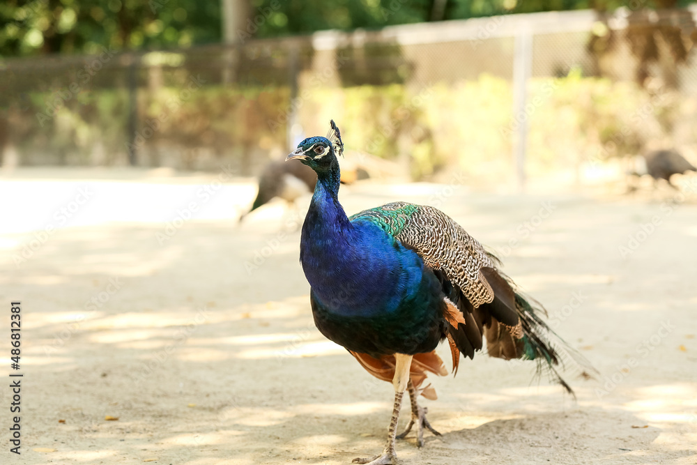 Beautiful peacock in zoological garden