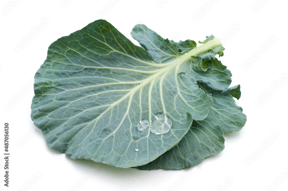 Cabbage leaves isolated on white background.