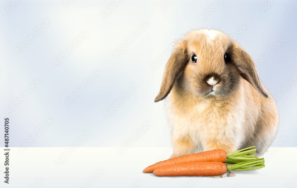 Lovely bunny easter fluffy rabbit, eat carrot