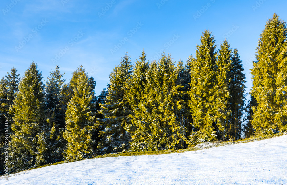 天雪和树木背景