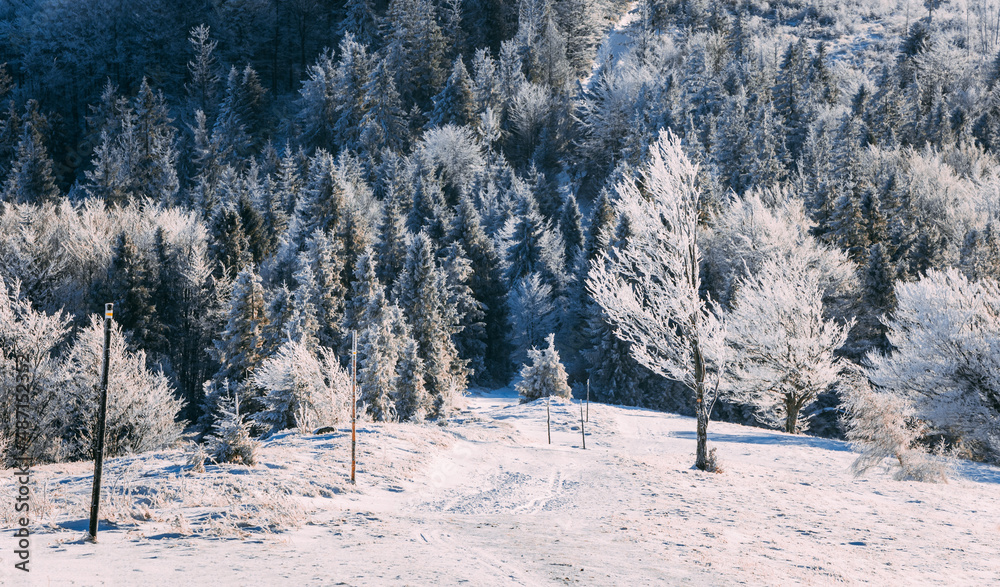 Frosty trees on frozen field during sunny winter day