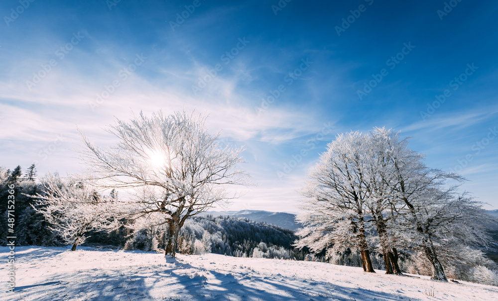 Frosty tree on winter field with sun shining through frozen branches