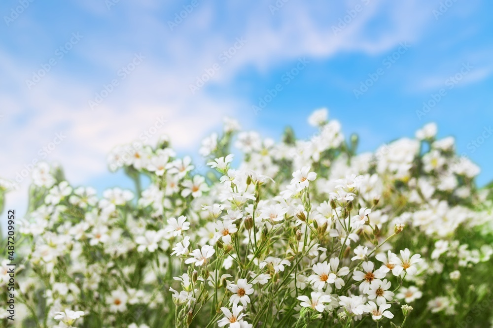 View on a blooming buckwheat field with white flowers. Nature