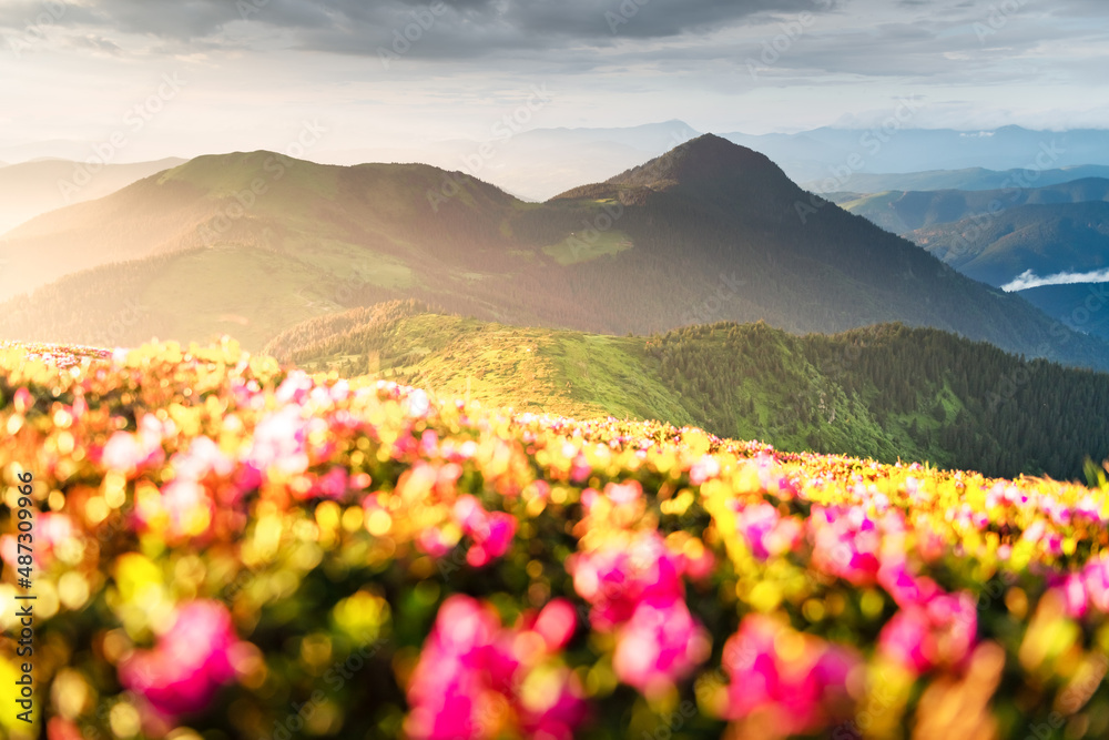 杜鹃花在夏天覆盖了山脉和草地。橙色的日出在前方发光