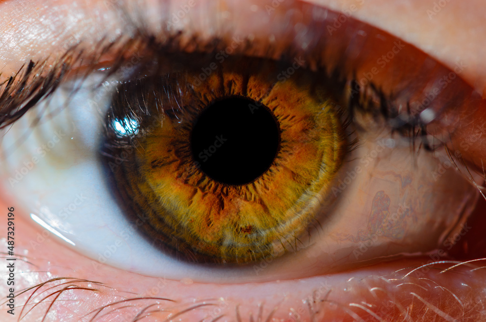 Human brown eye close-up detail with shallow depth of field. Very close macro photo of human eye