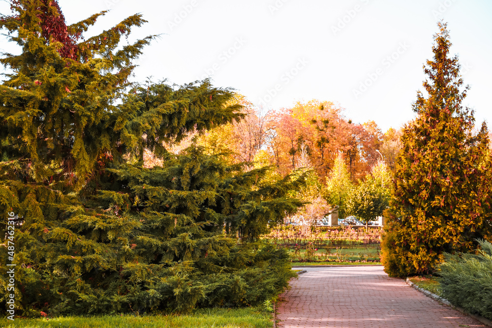 View of beautiful autumn park with pathway