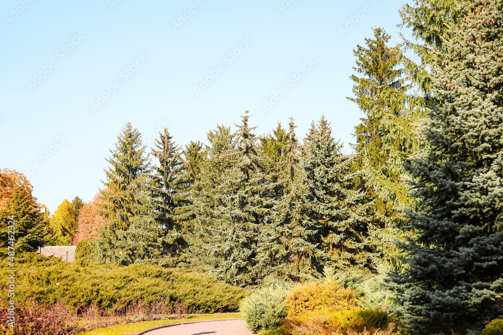 View of pine trees in autumn park