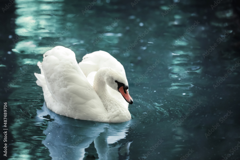 Beautiful white swan swimming in lake