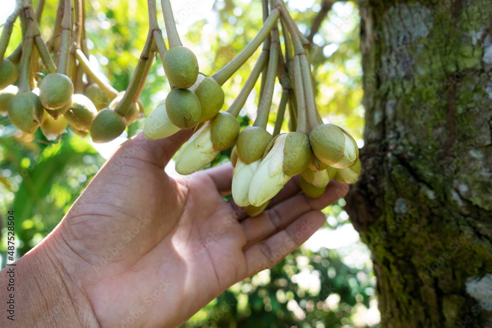 Durian flowers in hand gardener man on the branches king of fruit in Thailand