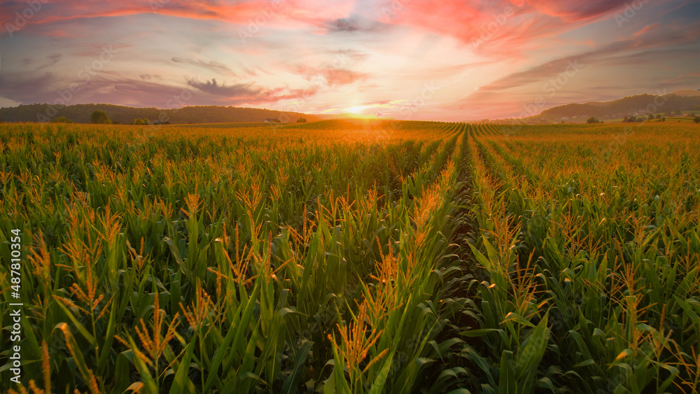 AERIAL: Flying over a vast field of corn on picturesque golden summer evening.