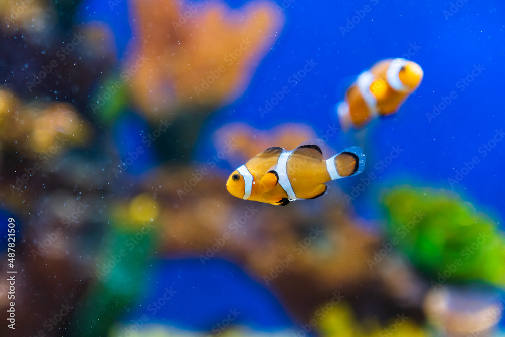 fish in aquarium