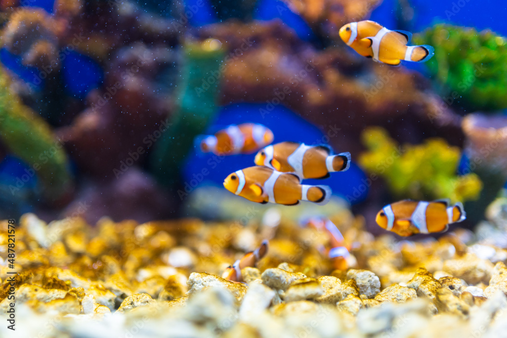 fish in aquarium