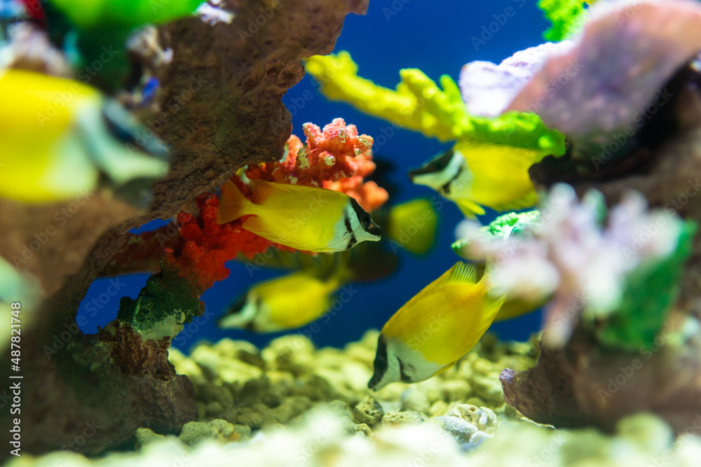 水族馆里的鱼