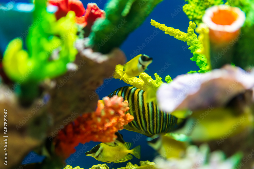 fish in aquarium