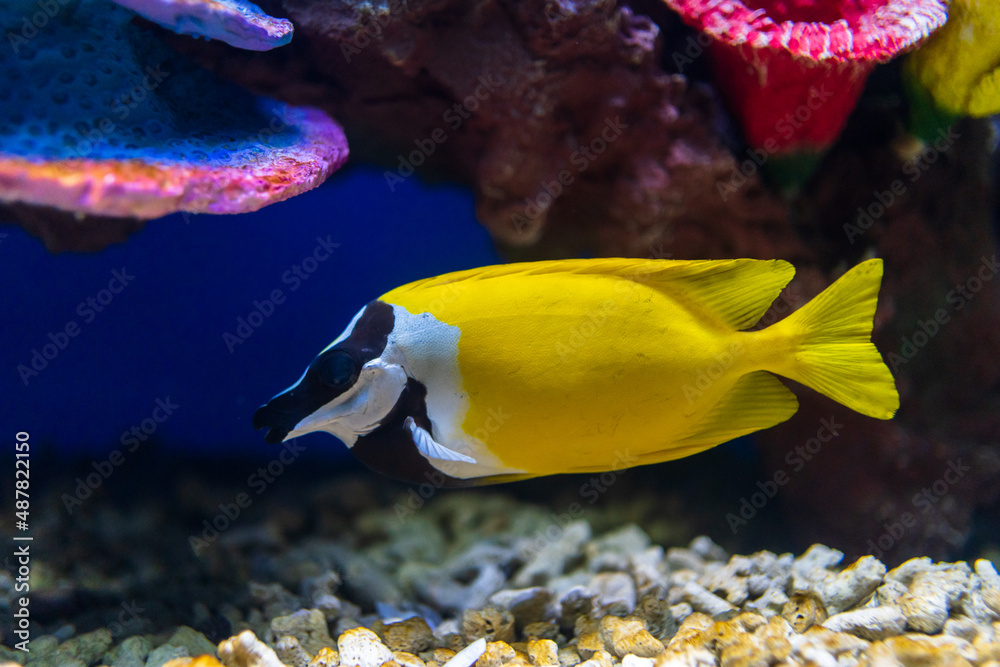 fish in aquarium