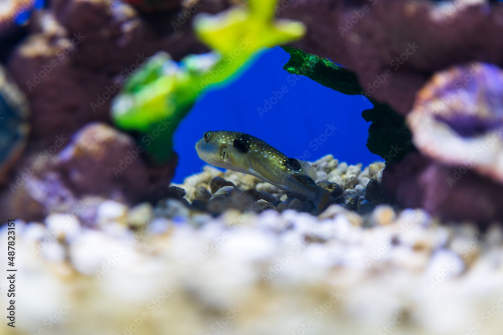 fish in aquarium