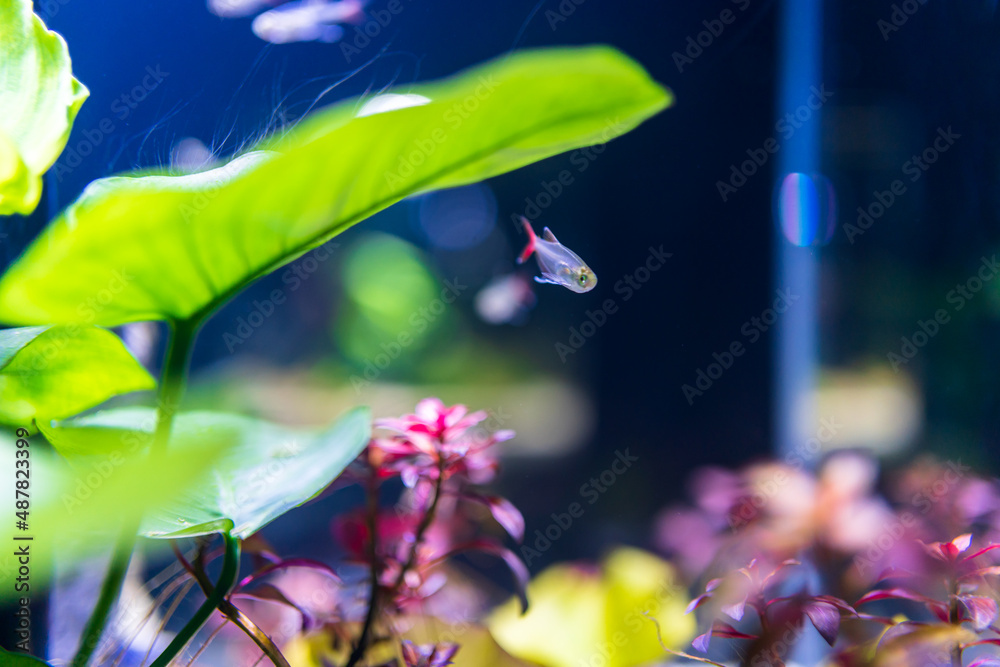 带鱼水族馆