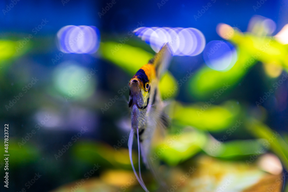 fish in aquarium