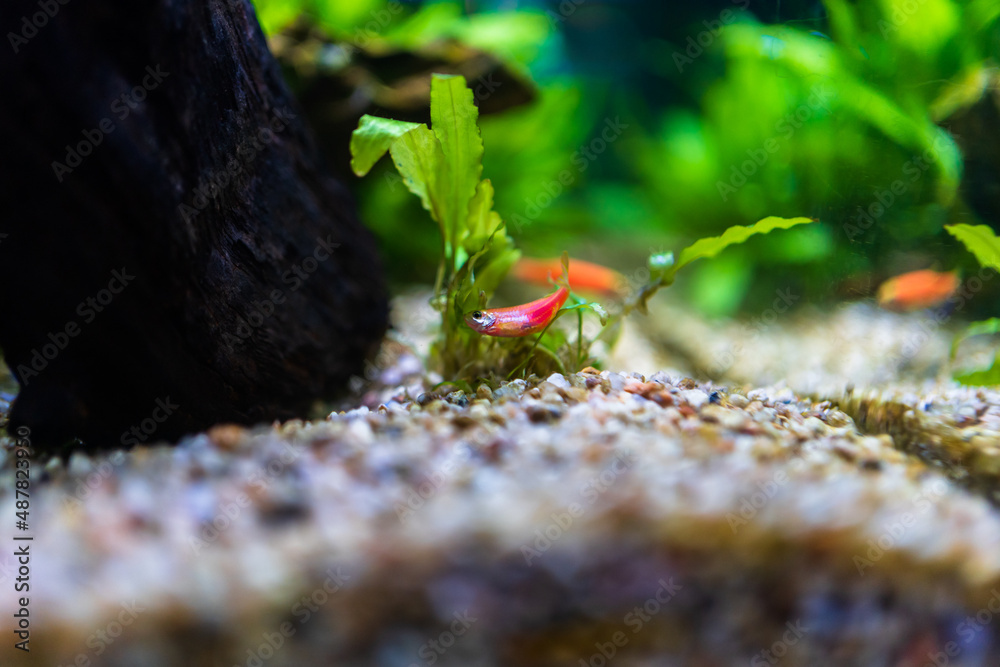 水族馆里的鱼