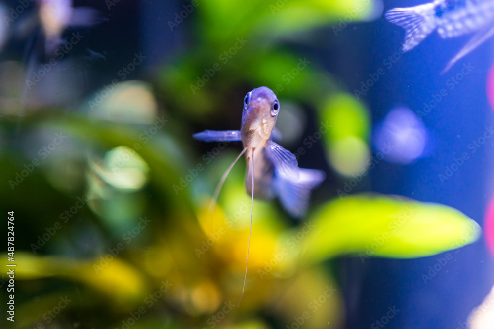 fish in aquarium