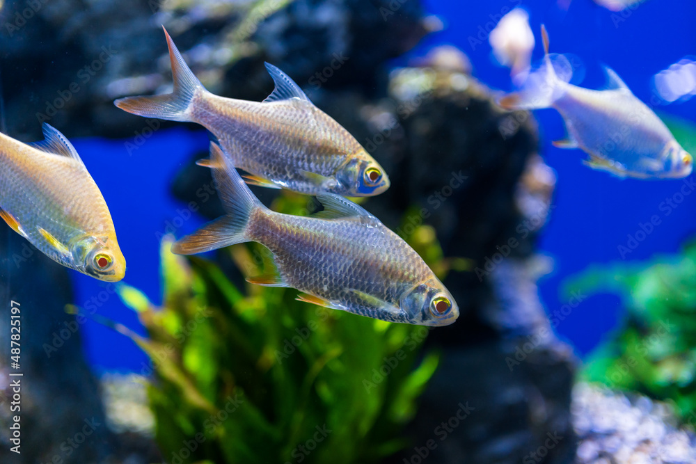 水族馆里的鱼