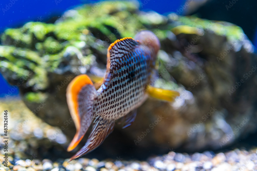 水族馆里的鱼