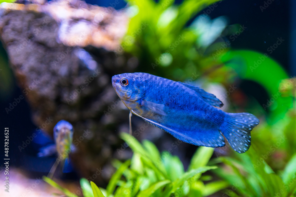 fish in aquarium