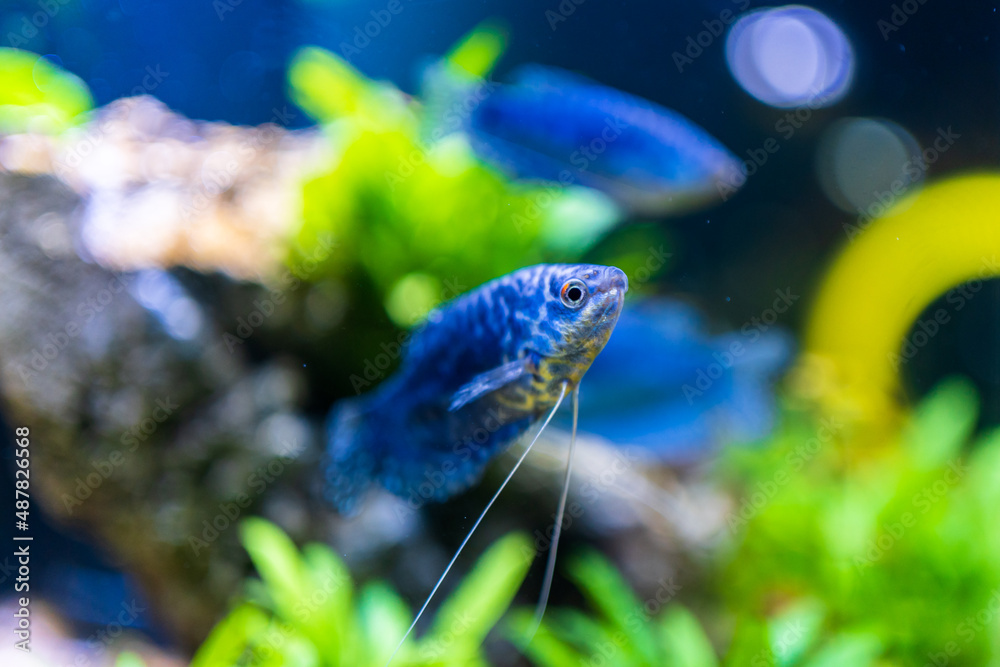 fish in aquarium