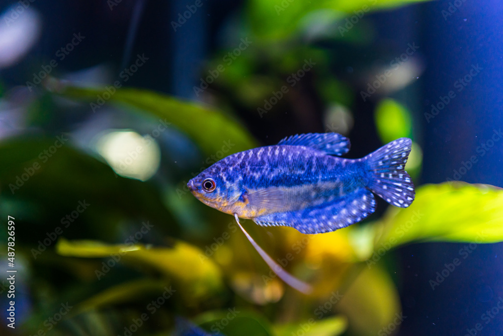 fish in aquarium