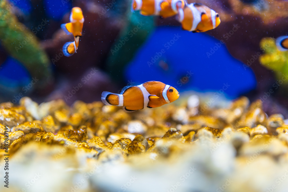 水族馆里的鱼