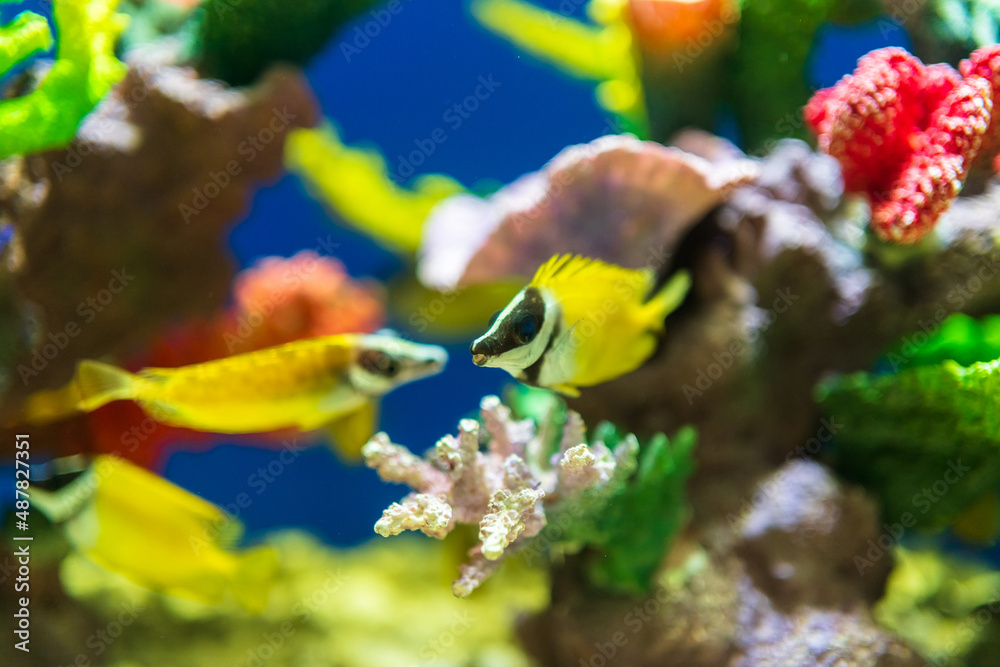 水族馆里的鱼