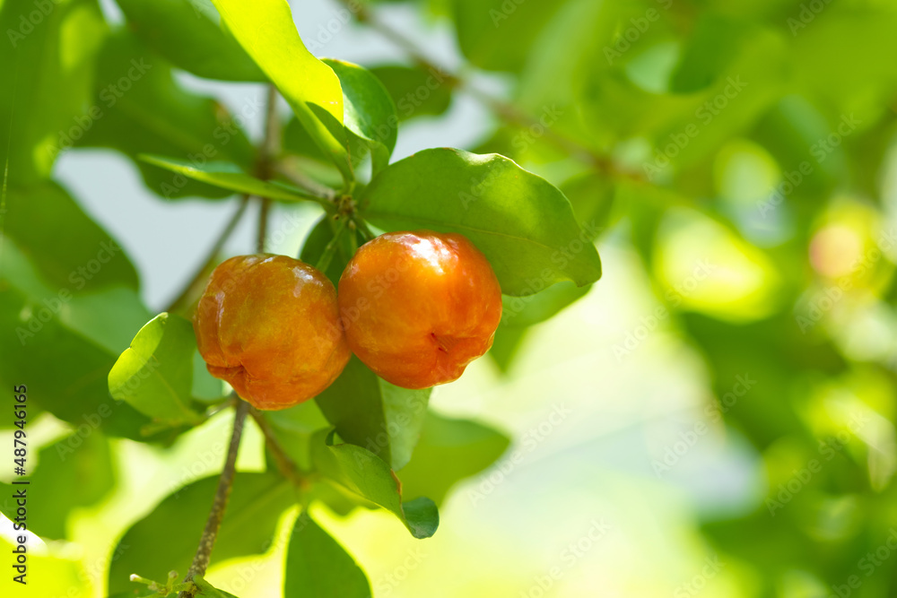 泰国的Acerola cherry on three.Select focus，Barbados cherry，Malpighia emarginata，high vita