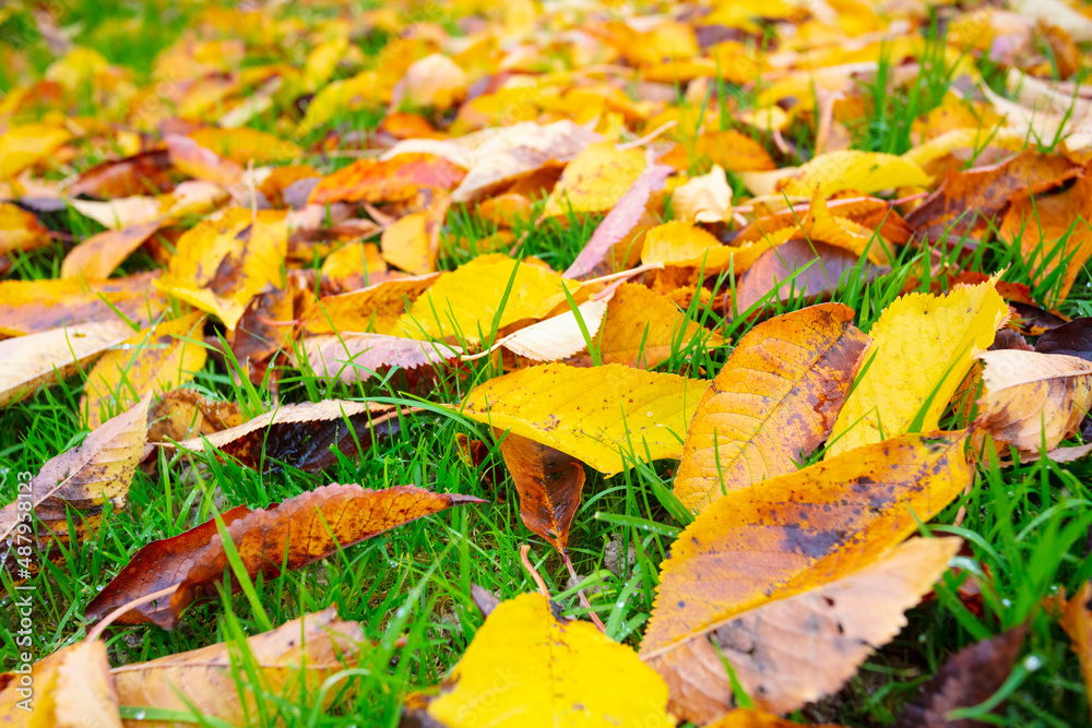 Close-up of many colorful autumn leaves on lawn