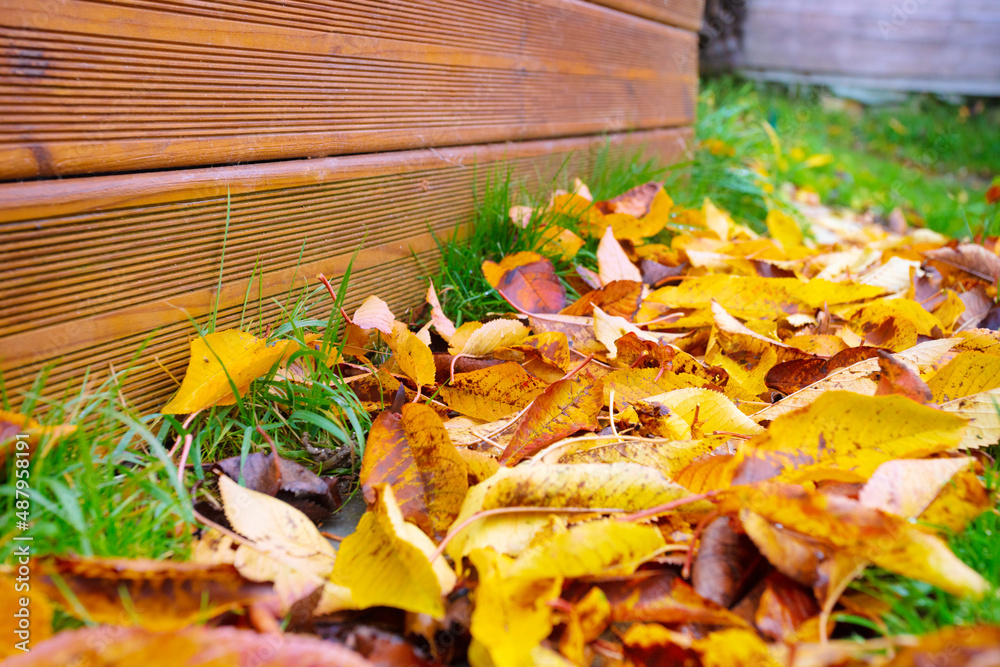 Autumn leaves on the lawn grass by wooden fence