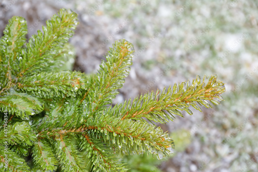 Green fir tree branches covered with ice on winter day, closeup