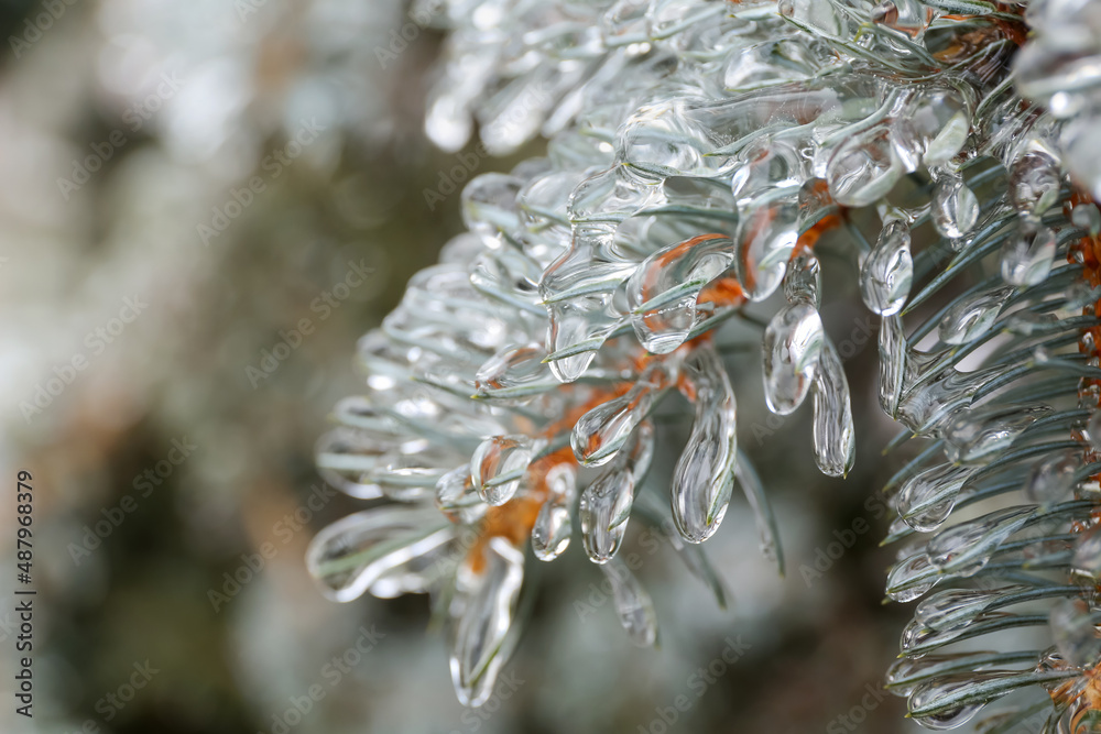 Closeup view of icy blue spruce branches on winter day