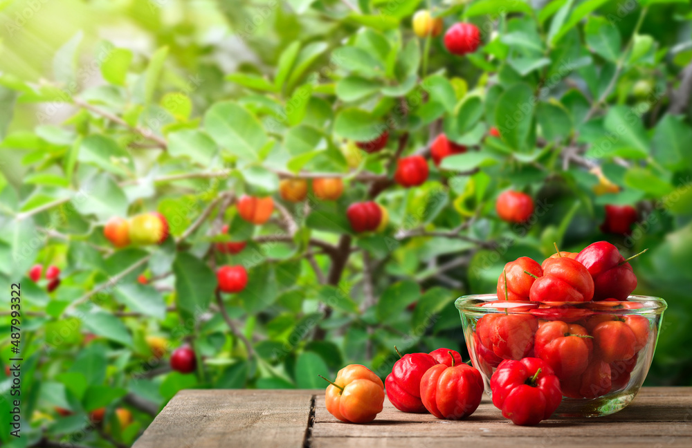 以树为背景的玻璃碗中的Acerola Cherry。