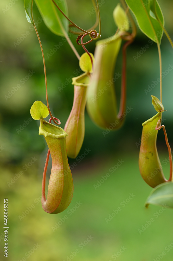 Nepentes is natural habitat of the tropics, water lily is also trapping organ.