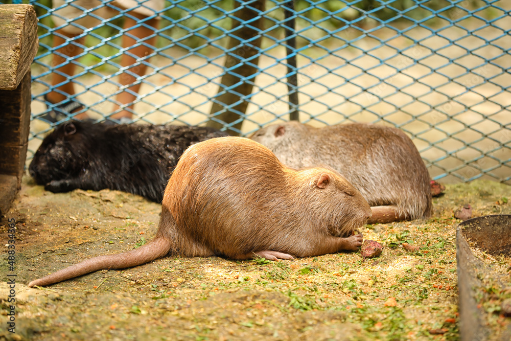 Cute nutrias in zoological garden