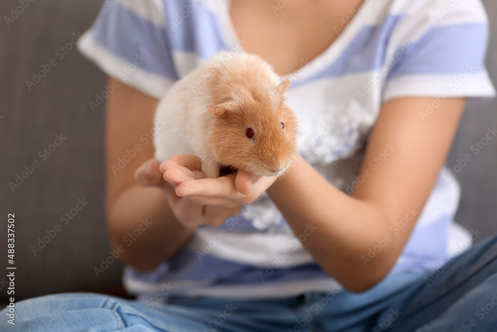 Little girl with cute guinea pig at home, closeup