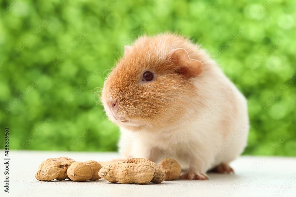 Funny Guinea pig with peanuts on table outdoors